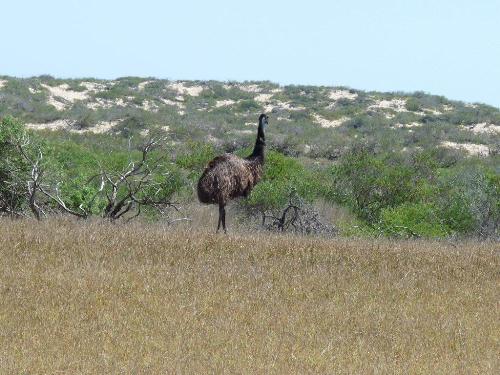 Emu im Cape Range NP